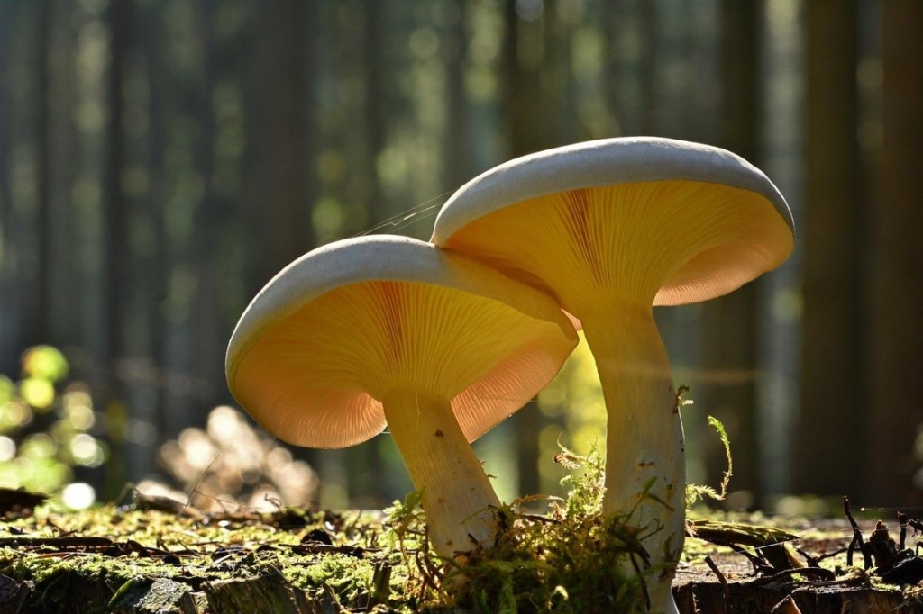 яке сьогодні свято