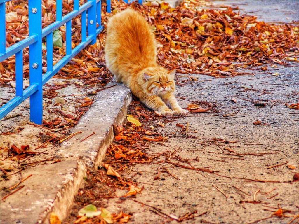 Сьогодні свято / фото Pixabay