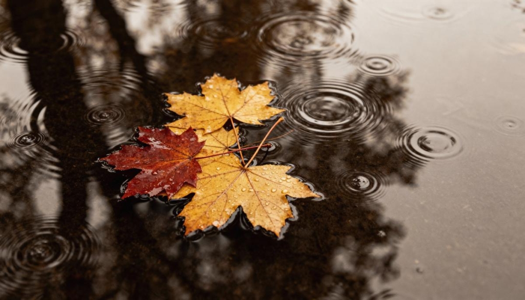 Прикмети 24 жовтня