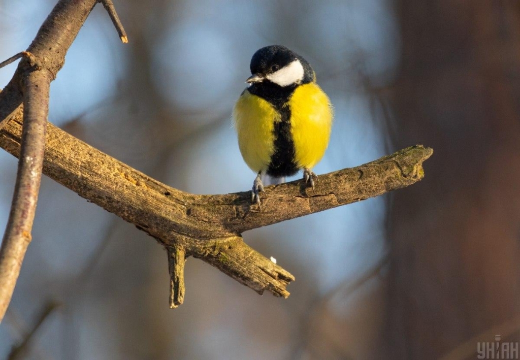 Прикмети на сьогодні