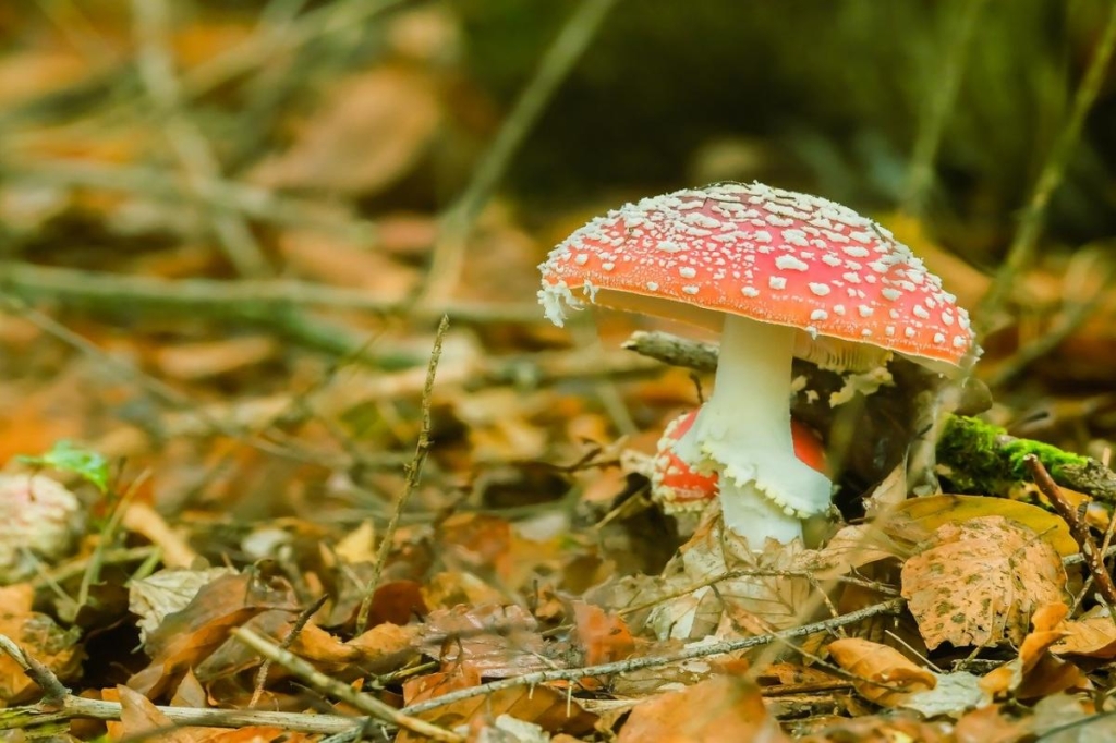 яке сьогодні свято