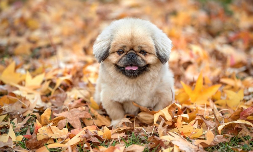 яке сьогодні свято