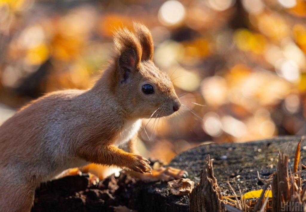яке сьогодні свято
