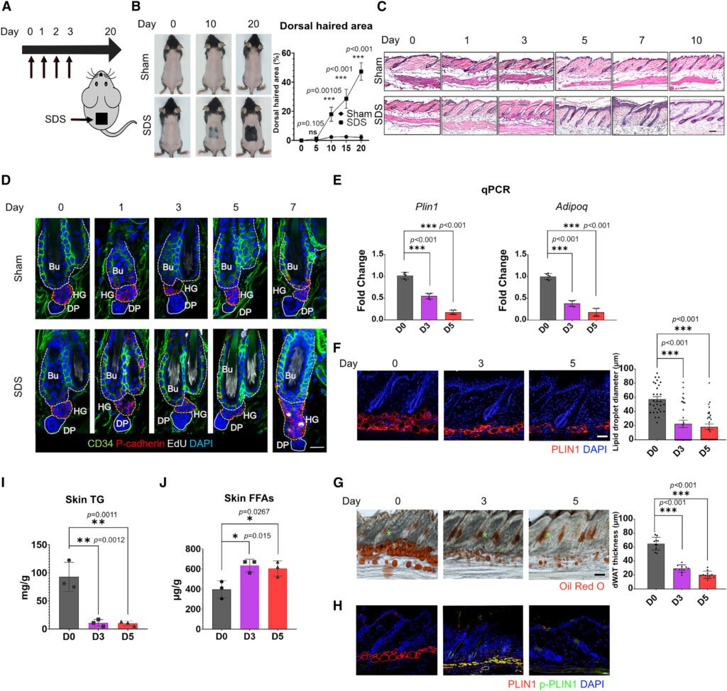Вчені знайшли спосіб відновлення росту волосся 2