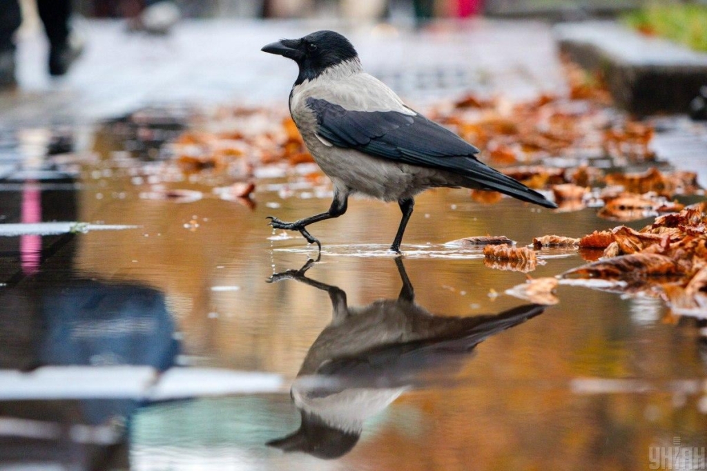 Прикмети на сьогодні