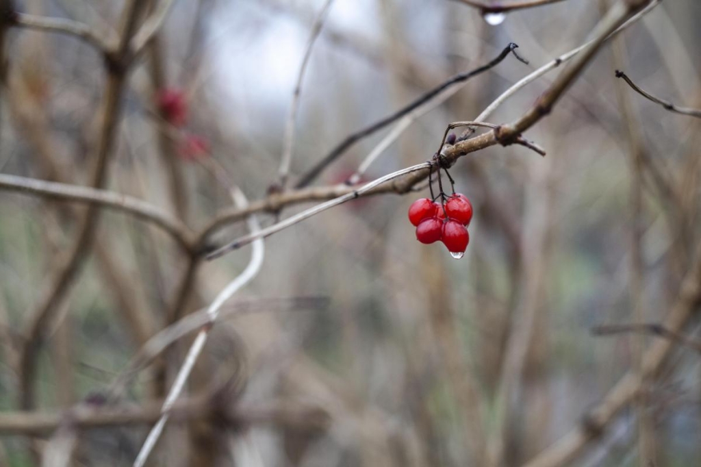 Прикмети 24 листопада