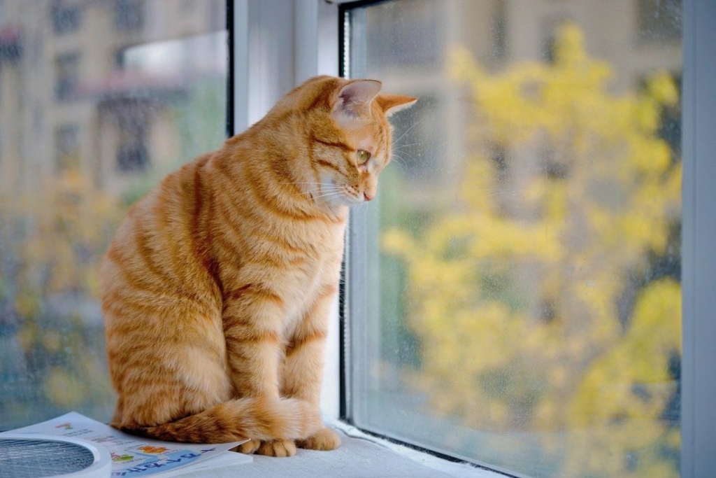 яке сьогодні свято