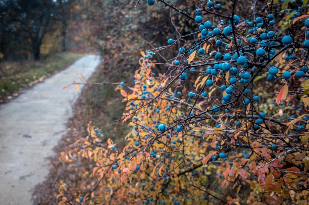 яке сьогодні свято