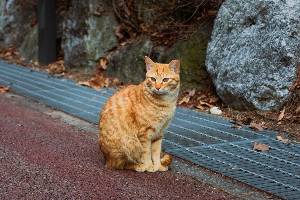 яке сьогодні свято
