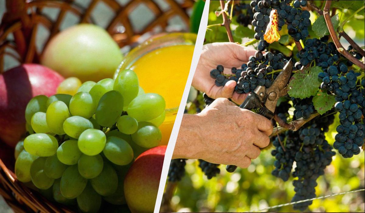 який виноград найкорисніший