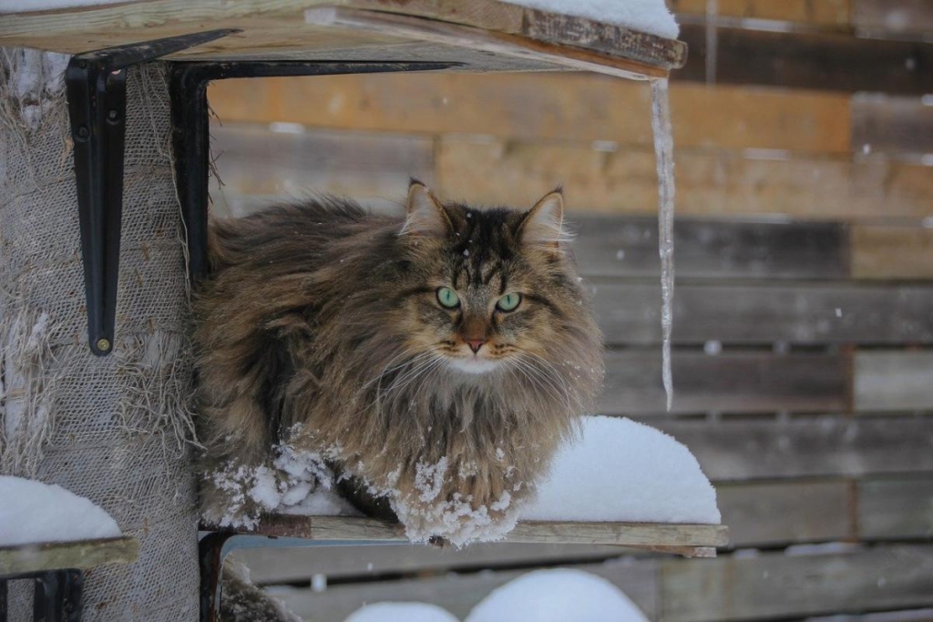 29 грудня - нещасливий день: що небезпечно робити у свято сьогодні