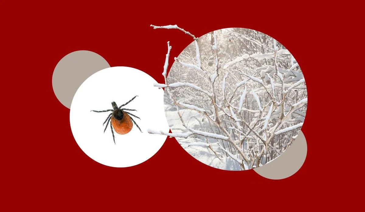 Чому стало багато кліщів: інфекціоніст розповіла, як тепла зима впливає на комах 1 Чому стало багато кліщів: інфекціоніст розповіла, як тепла зима впливає на комах
