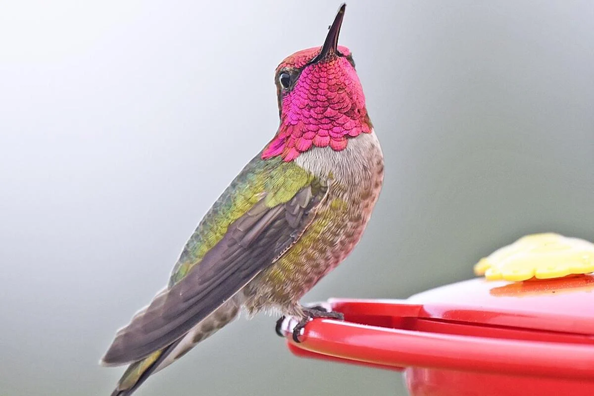 Дикі птахи швидко мутують і колонізують людські міста, - вчені