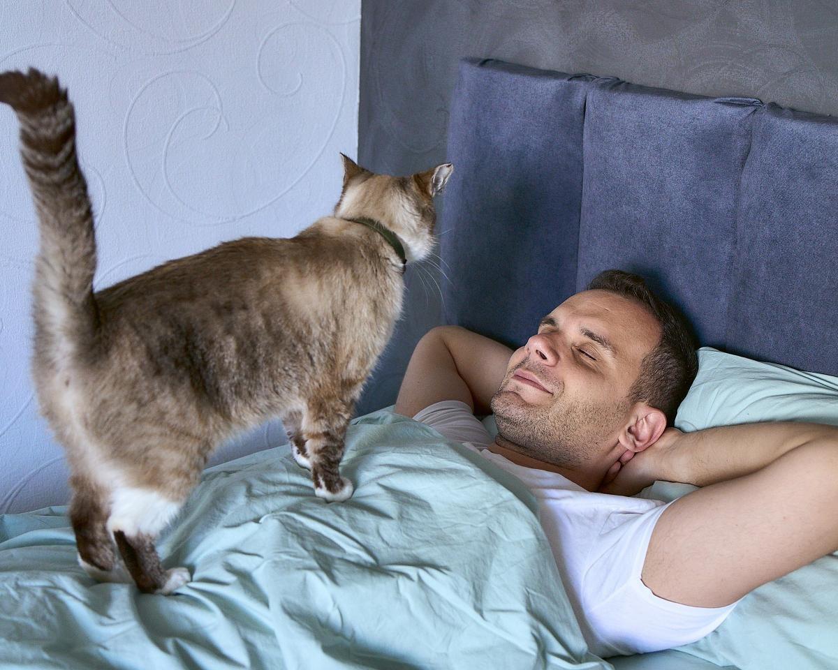 Як відучити кота випрошувати їжу вночі: 8 способів, схвалених ветеринаром