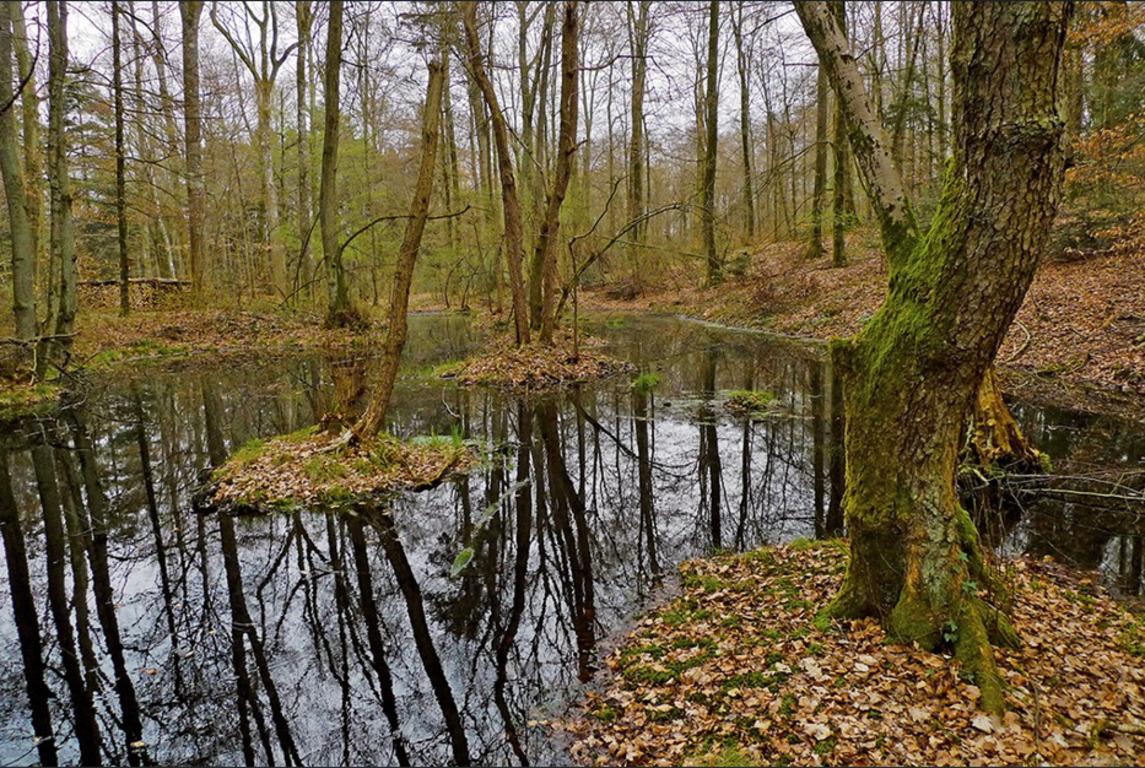 У Швейцарії в болоті знайшли кельтські золоті монети, яким понад 2000 років (фото)