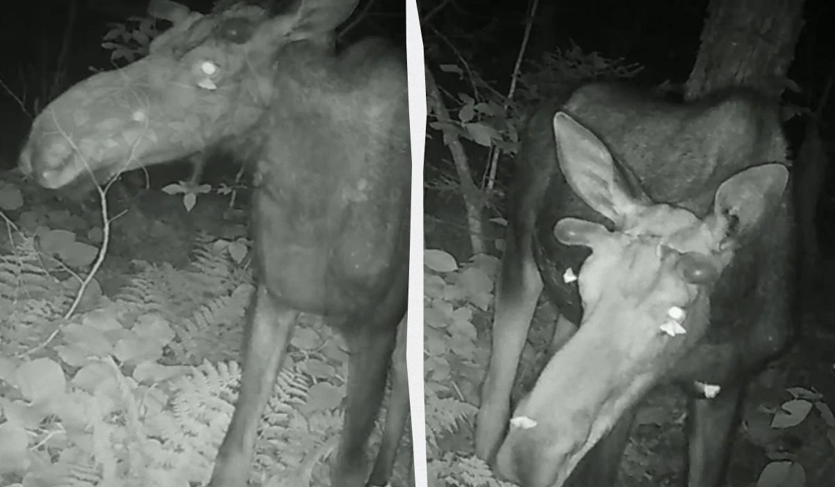 "Вампіри" в лісі: фотопастка спіймала метеликів, які п'ють сльози у живого лося (відео)