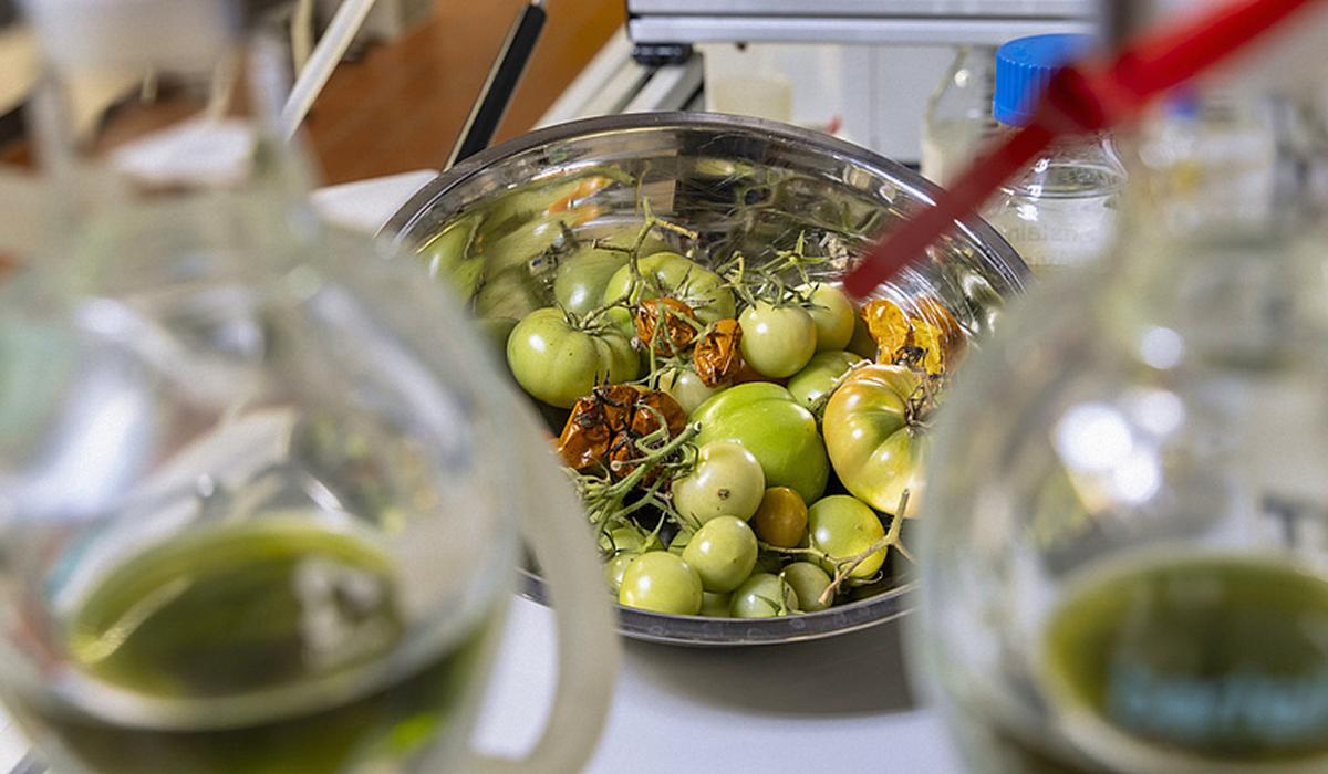 Європейські вчені хочуть перетворювати томатні відходи на авіапаливо