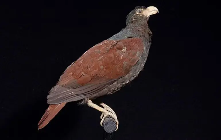Зубчатодзьобий голуб на острові Самоа - вчені помітили єдиного живого родича додо 1
