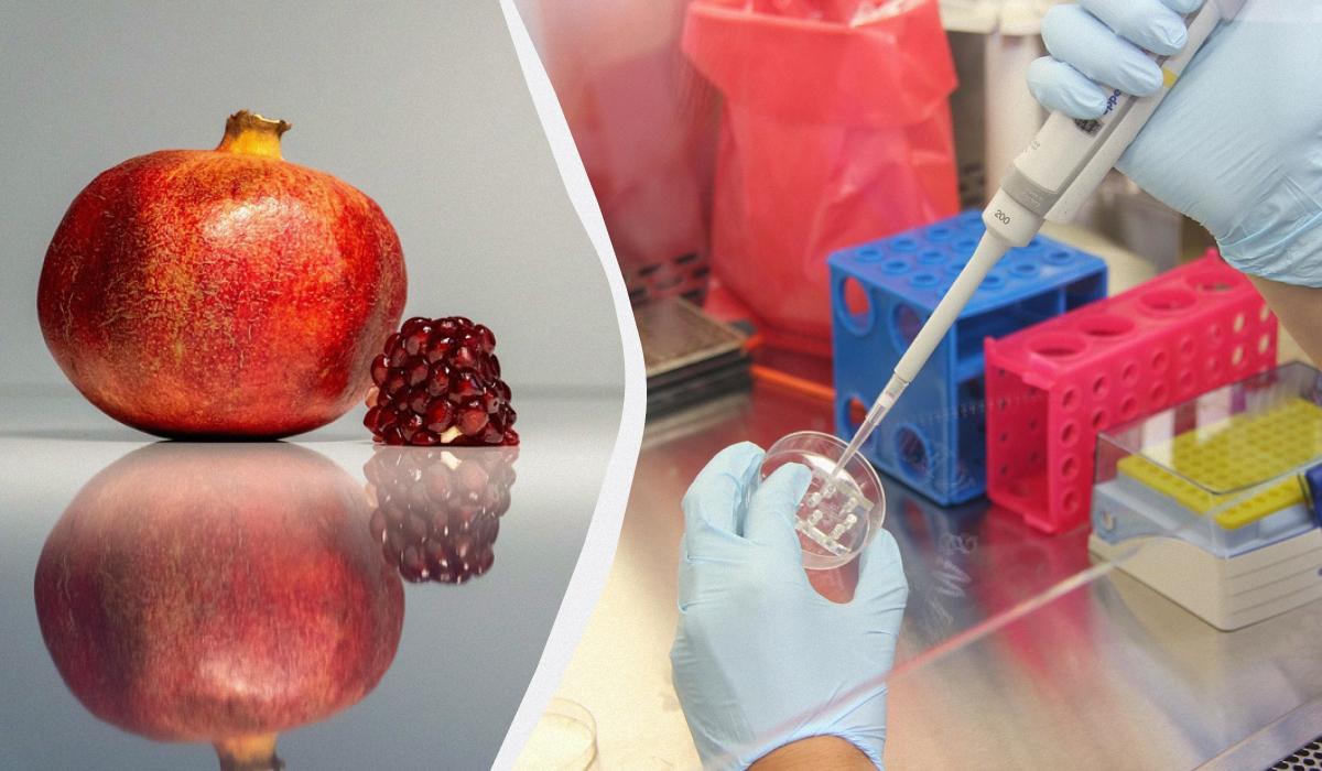 Чи можна їсти гранат з кісточками: користь, шкода та рекомендації вчених