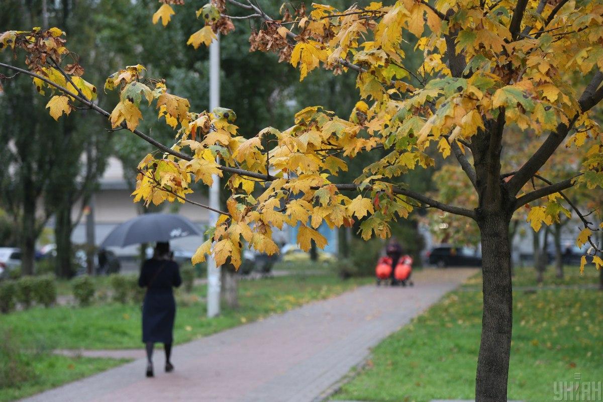 Які дерева погано ростуть біля будинків: їх вже не садять навіть у містах