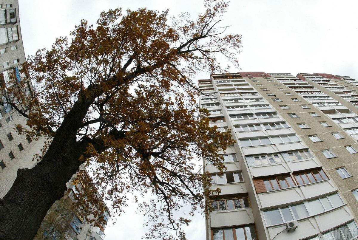 Які дерева погано ростуть біля будинків: їх вже не садять навіть у містах