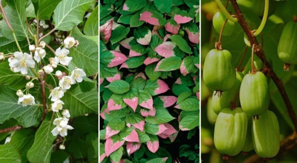 Корисна та цікава екзотична рослина, про плоди якої знають не всі 1