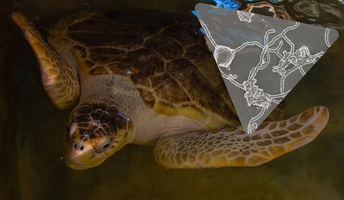 "Ми усі асгардці": тварин, рослини та гриби на Землі можна простежити до спільного предка