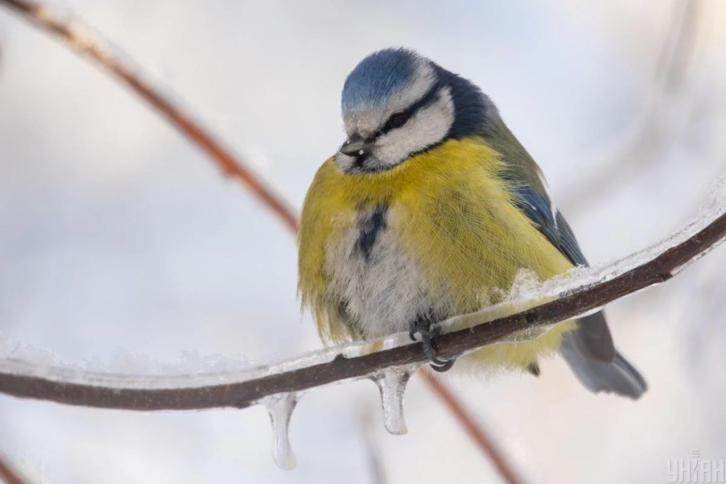 Небезпечний день 31 січня 2026: яких місць у свято сьогодні потрібно уникати