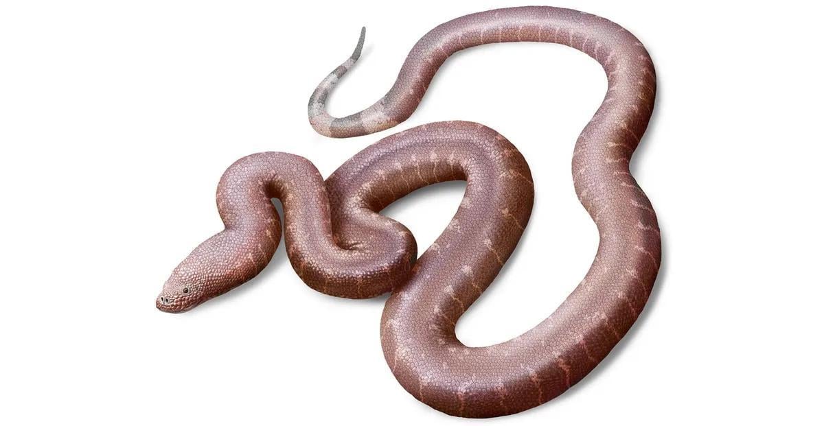 Ніби з іншого світу: у шухляді випадково знайшли нову "перадоксальну" змію