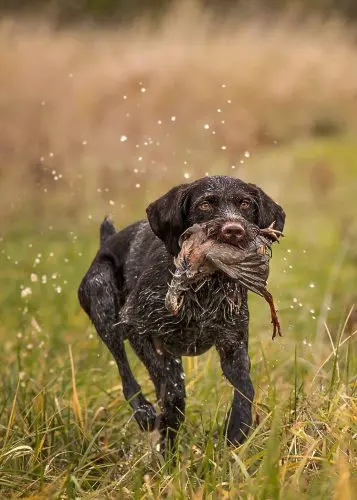 Німецький жорсткошерстий лягавий собака: дратхаар з шерстю-щитком і серцем мисливця 1