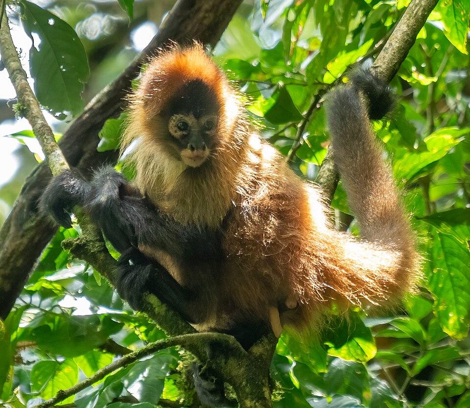 Павукоподібні мавпи діляться "інсайдерською інформацією" для пошуку найкращої їжі