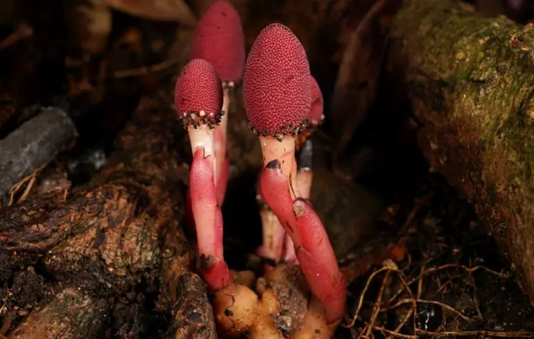 Рослина-гриб відмовилася від фотосинтезу, але росте - як це сталося - як вона виживає 1