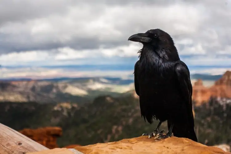 Скільки років живе ворона: секрети довголіття розумних птахів 1