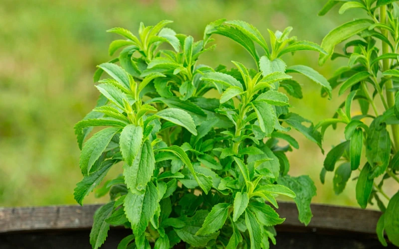 Стевия – натуральный подсластитель для здорового рациона 3