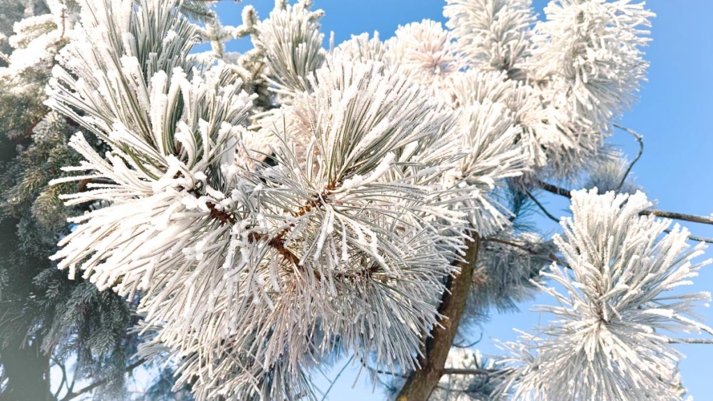 Свято 8 січня 2026 року в Україні: кого потрібно запросити в гості за прикметами