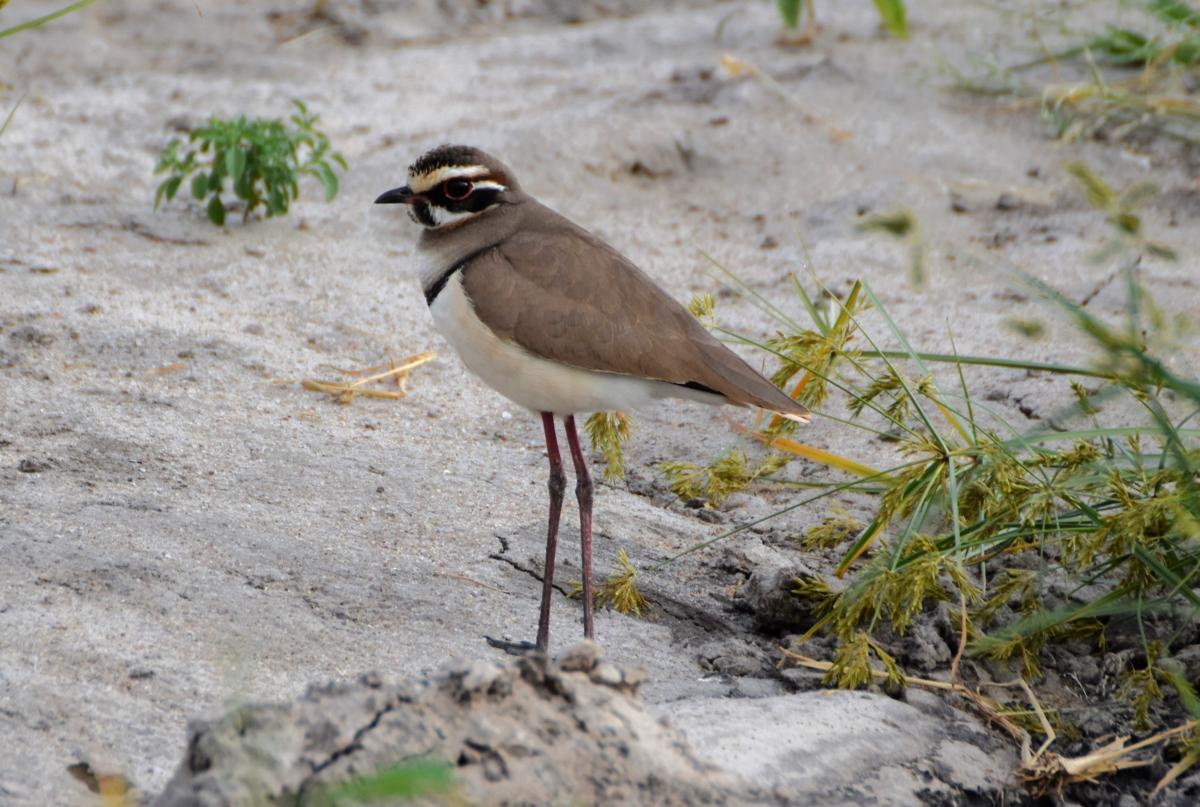 В Індії записали голос рідкісного птаха, якого багато років вважали зниклим