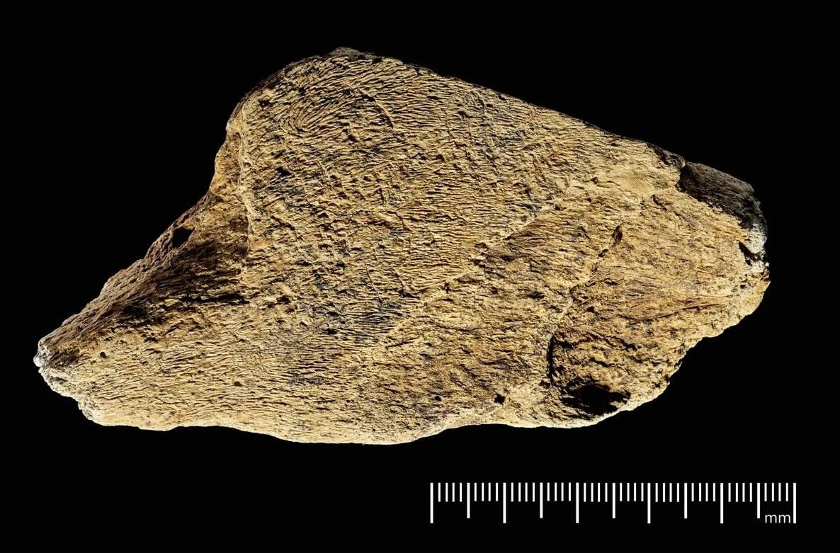 Вчені були вражені, коли відкопали інструмент, якому 500 тисяч років: чим він виявився