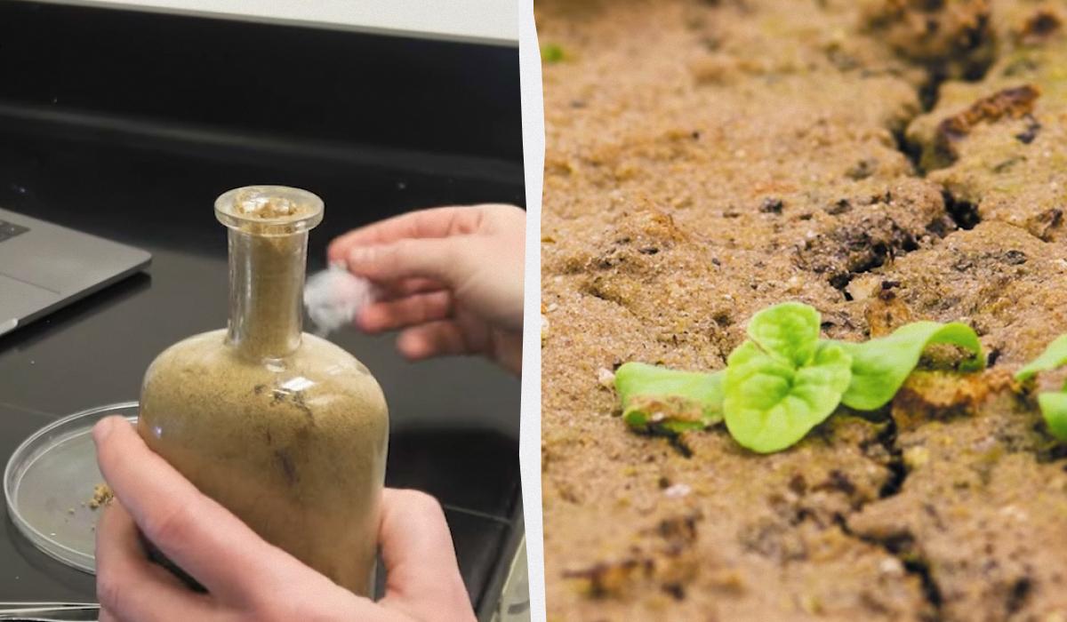 "Воскресіння" через 142 роки: вчені досі намагаються проростити насіння з 1879 року