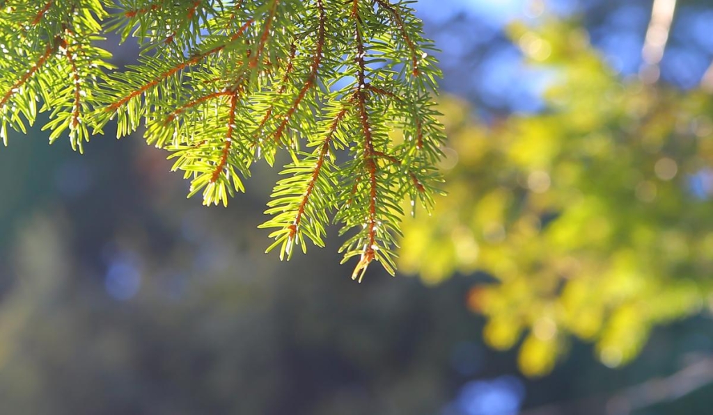 28 лютого: церковне свято сьогодні, що принести в дім для здоров'я і добробуту 2 28 лютого: церковне свято сьогодні, що принести в дім для здоров'я і добробуту