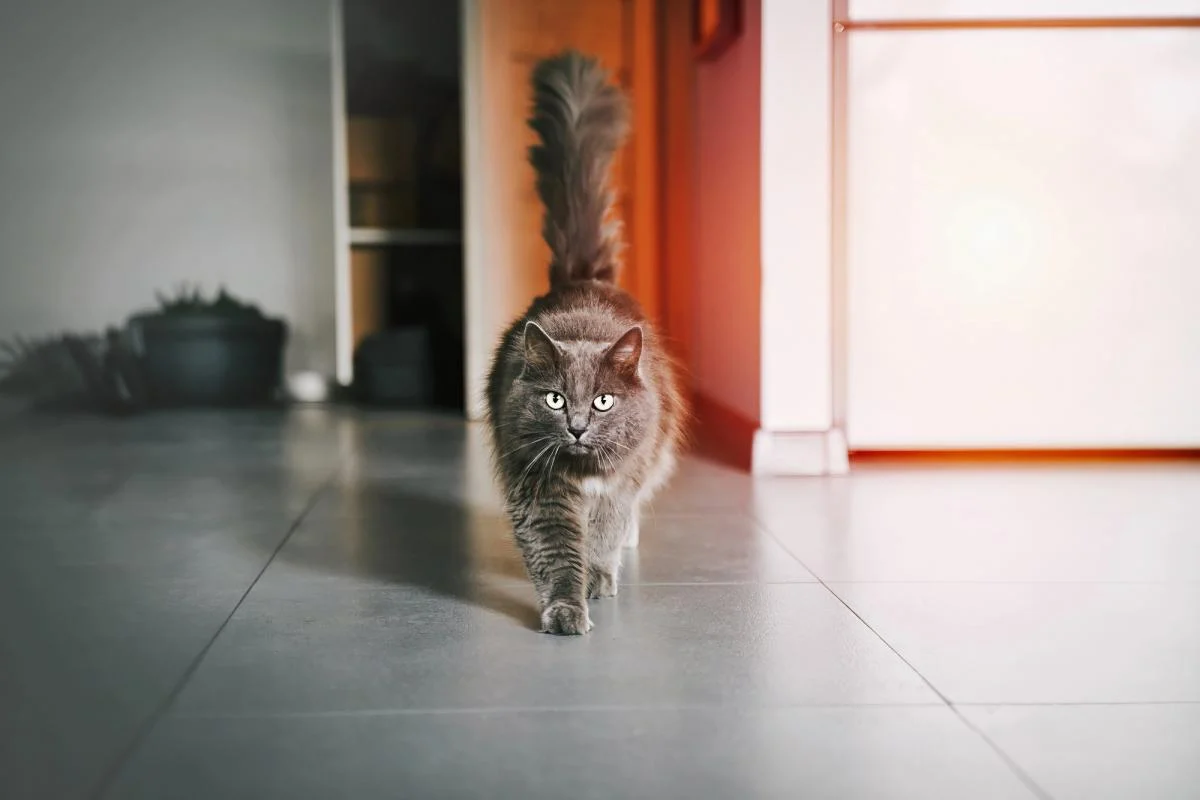 6 неймовірно милих речей, які кішки говорять хвостами 1 6 неймовірно милих речей, які кішки говорять хвостами