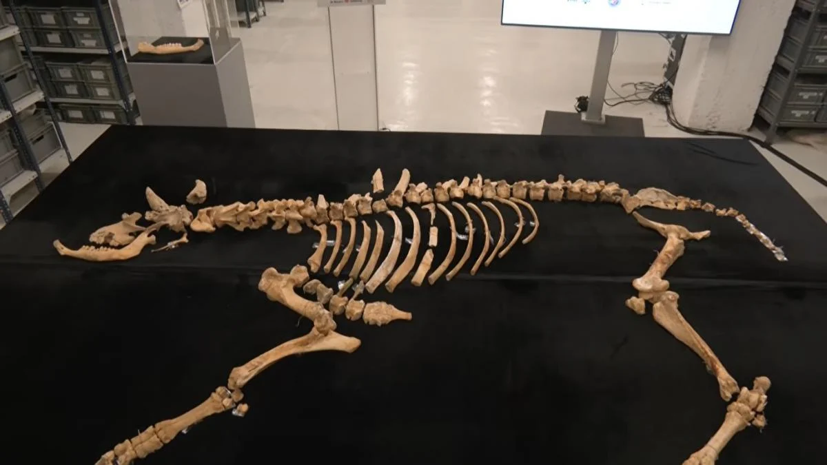 Археологи виявили останки бізона, який жив 4000 років тому: чим унікальна ця знахідка (відео)