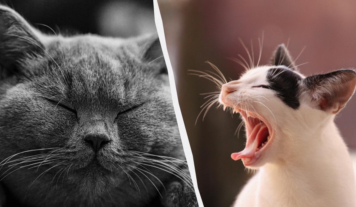 Більше, ніж ви думали: скільки вусів повинно бути у кішки 1 Більше, ніж ви думали: скільки вусів повинно бути у кішки