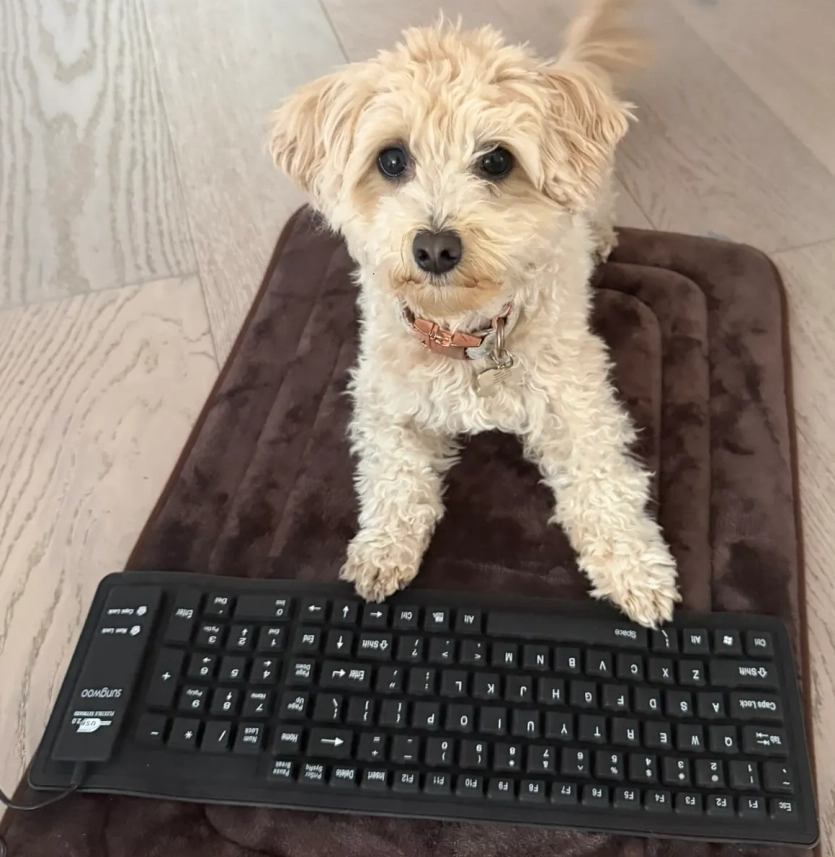 Інженер, звільнений з Meta, навчив собаку "вайбкодити" відеоігри за допомогою Claude Code 3