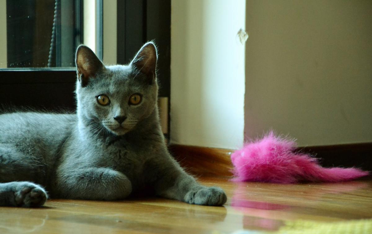 Які коти не потребують особливого догляду: ветеринар назвала топ-5 самостійних порід