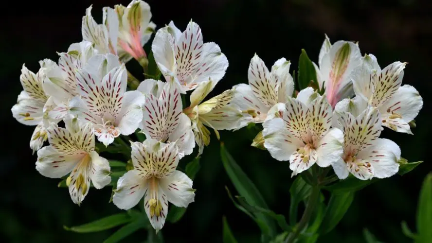 Квіти, схожі на лілії: назви, фото, описи та секрети вибору 1