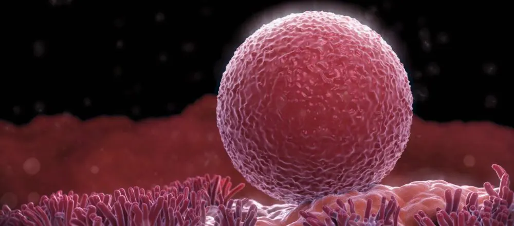 Скільки яйцеклітин у жінки: таємниці оваріального резерву 1