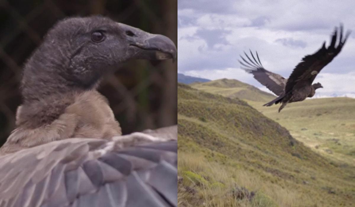 У Чилі випустили у небо легендарних птахів: країна рятує найбільшого хижака з крилами