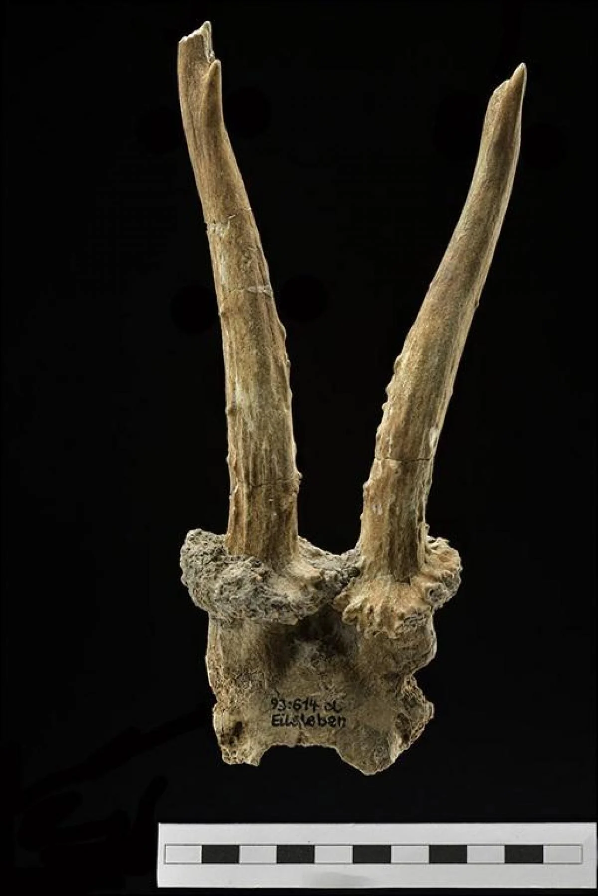 У Німеччині знайшли головний убір з оленячого черепа віком 7500 років: про що це свідчить