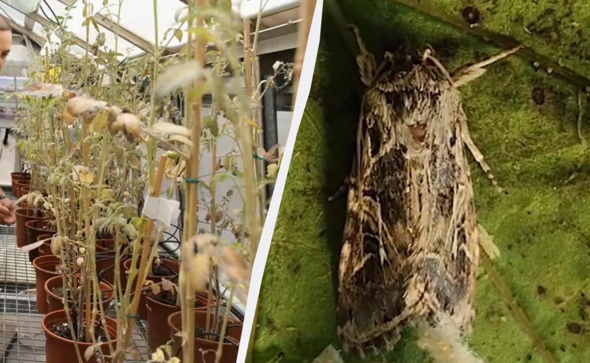 Учені виявили, що рослини у стресі кричать, а комахи це чують: що це означає для аграріїв 1 Учені виявили, що рослини у стресі кричать, а комахи це чують: що це означає для аграріїв