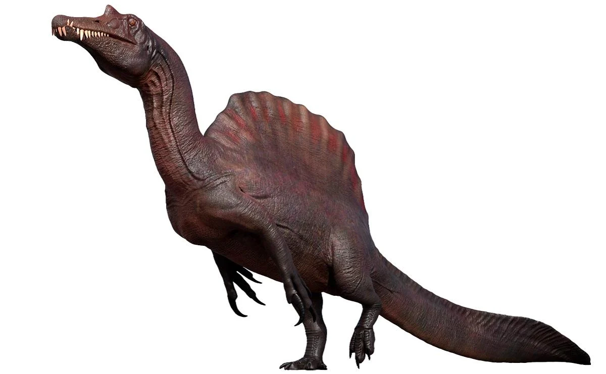Величезне "вітрило" і довгий череп: біолог розповів про найдивнішого динозавра в історії